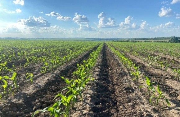 Негативні чинники 2022 року призвели до зростання собівартості вирощування кукурудзи щонайменше на 40% фото, ілюстрація