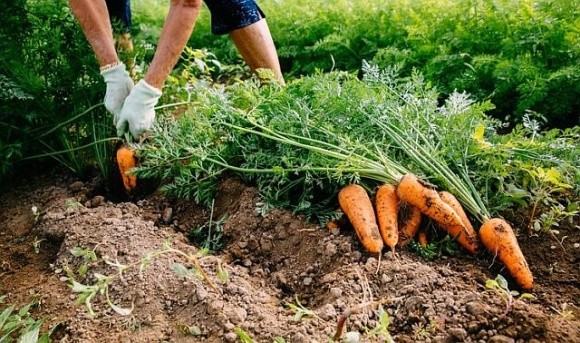 Українські фермери змогли за рік відновити вирощування овочів фото, ілюстрація