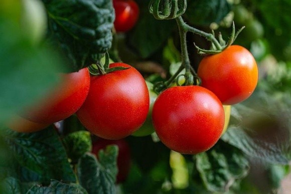 Італія: рік тюрми за вирощування помідорів фото, ілюстрація