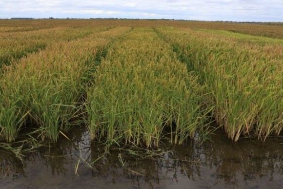 Вирощування рису – найбільш постраждала від війни галузь сільського господарства фото, ілюстрація