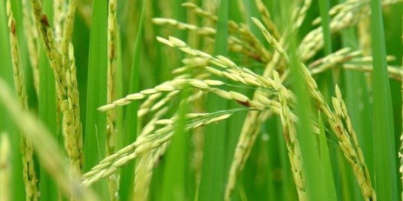 Bayer запропонував нову технологію вирощування рису фото, ілюстрація