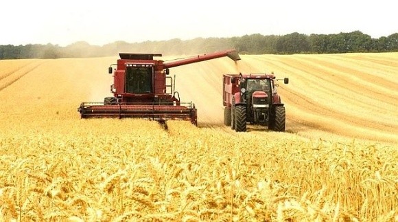 Для вирощування зернових та олійних в Україні використовується близько 20 млн га сільгоспземель фото, ілюстрація