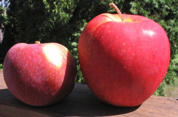 Американцы выбрали самый популярный сорт яблок фото, иллюстрация