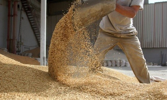 Україна має обмежити вивезення зернових, – депутат фото, ілюстрація