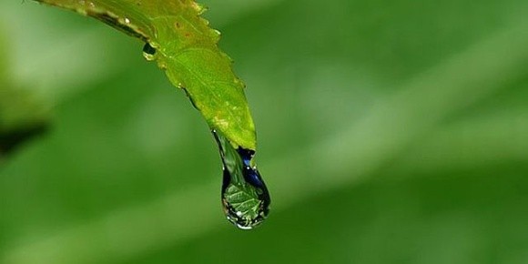 Вчені розробили пристрій для визначення нестачі води у рослин фото, ілюстрація