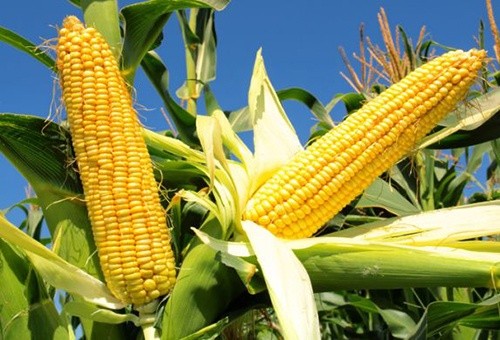 З початку травня відзначається безперервне зростання експортних цін на українську кукурудзу фото, ілюстрація