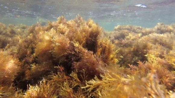   Ученые разработали метод получения электроэнергии из морских водорослей фото, иллюстрация