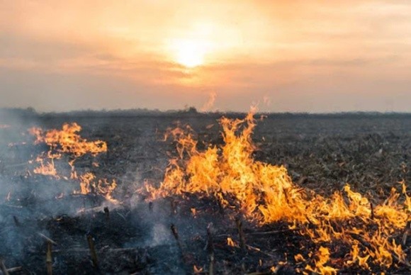 В Чорнухах мужчина сжигал остатки кукурузы и погиб в огне фото, иллюстрация