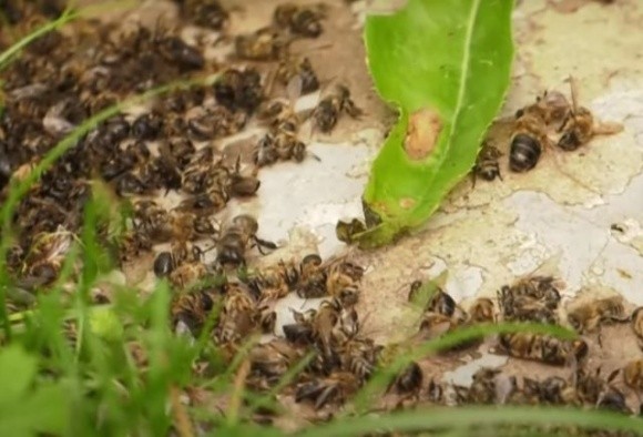 На Волині масово гинуть бджоли – пасічники шукають десятки тисяч гривень на експертизи  фото, ілюстрація