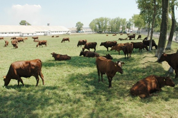 На Запоріжжі нарощують поголів’я великої рогатої худоби фото, ілюстрація