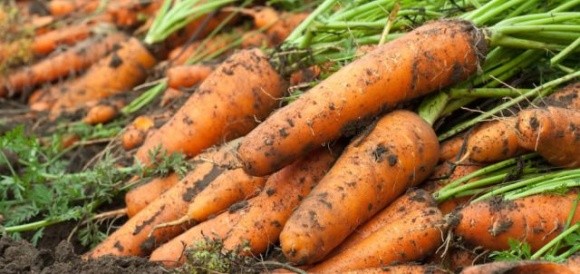 В Україні зростають ціни на моркву  фото, ілюстрація