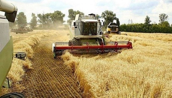 В Україні можуть зібрати близько 75 млн т зернових та олійних, – депутат фото, ілюстрація