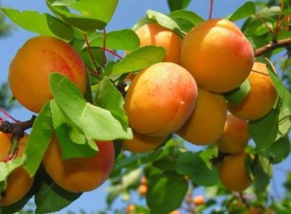 В Таджикистані рекордний врожай абрикосів, але третина його залишиться на деревах фото, ілюстрація