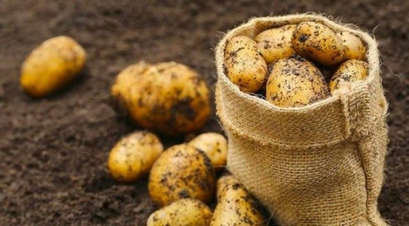Врожай картоплі на Львівщині перевищує минулорічний фото, ілюстрація