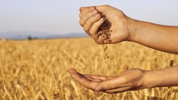 В Україні можуть зібрати 46 млн тонн зернових, – Тарас Висоцький фото, ілюстрація