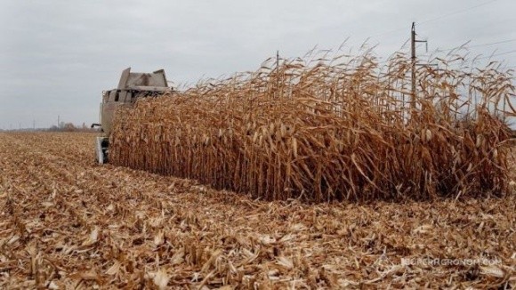 Врожайність кукурудзи на Буковині — майже 70 ц/га фото, ілюстрація