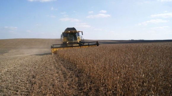 Середня врожайність зернових та зернобобових на Черкащині — менше 50 ц/га фото, ілюстрація