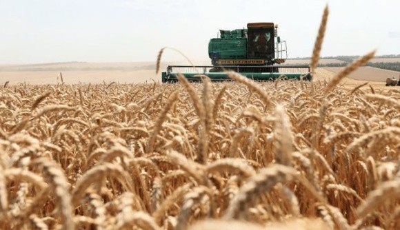 Хмельниччина — лідер по врожайності зернових та зернобобових фото, ілюстрація