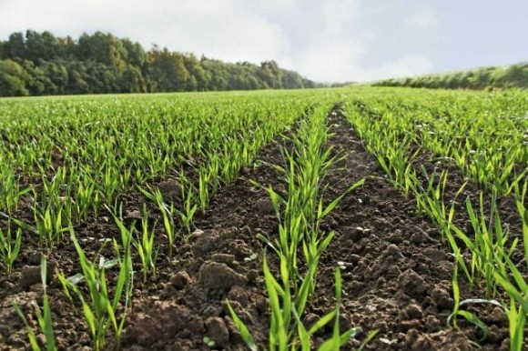 Мікроелементні добрива та стимулятори росту для високої врожайності  фото, ілюстрація