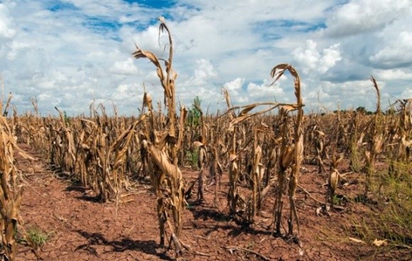 Україна втратила мільйони тонн зерна у 2020 році через зміну клімату. Що робити? фото, ілюстрація