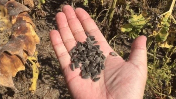 Українські переробники можуть зіткнутися з дефіцитом насіння соняшнику фото, ілюстрація