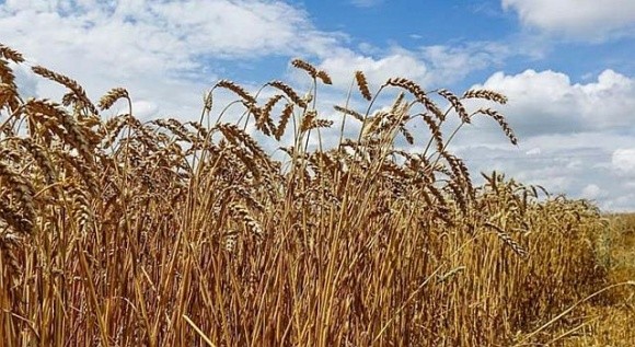 В Мінагрополітики уточнили втрати зернових через спеку фото, ілюстрація