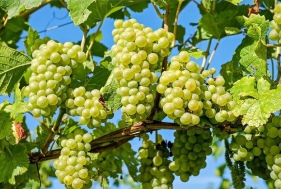Українські виноградарі та винороби закликають владу країни знизити податкове навантаження і запровадити мита на імпорт фото, ілюстрація