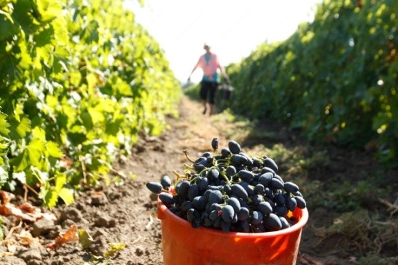 Парламентарі зробили крок до стимулювання розвитку виноградарства в Україні фото, ілюстрація