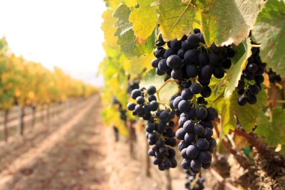 Собівартість винограду у сезоні-2016 підвищилася на 40% фото, ілюстрація