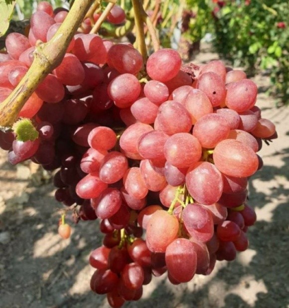 На Хмельниччині господар вирощує 200 сортів винограду з різних куточків світу фото, ілюстрація