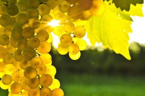 Агролайфхак: как уберечь виноград от оидиума и милдью фото, иллюстрация
