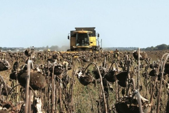 На Вінниччині завершено збирання соняшника та сої, зернові та зернобобові обмолочені майже на 95% площ фото, ілюстрація