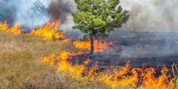 Фахівці компанії BASF спростовують міфи щодо випалювання старої трави фото, ілюстрація