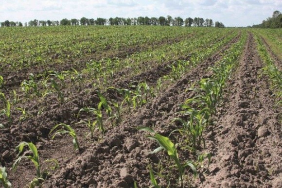 Гербіцидні композиції для кукурудзи — чотири активні інгредієнти в одному флаконі фото, ілюстрація