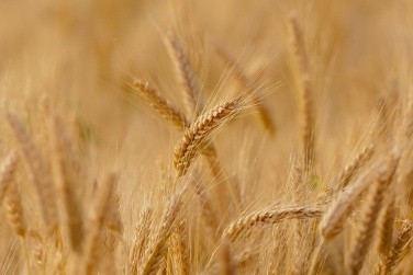 Прогноз врожаю зернових підвищено до 64 млн тонн фото, ілюстрація