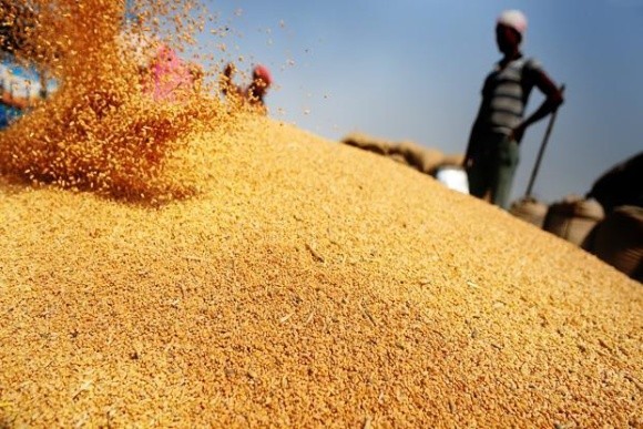 Світові ціни на пшеницю продовжують зростати третій місяць поспіль фото, ілюстрація