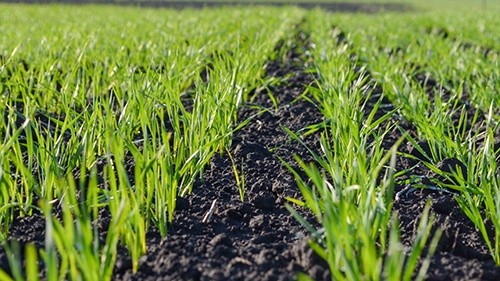 Захист зернових ранніх строків сівби від «UKRAVIT» фото, ілюстрація