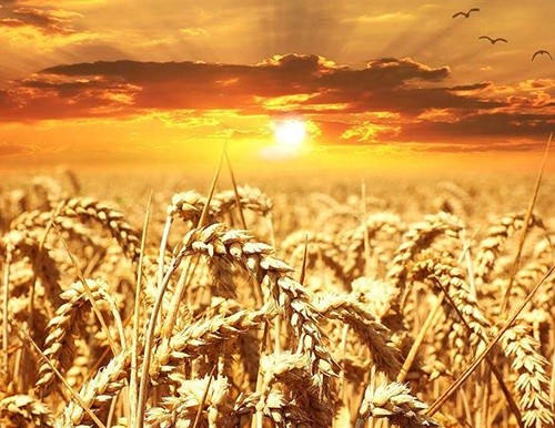 Площа зернових та зернобобових в Україні під урожай-2019 перевищила 15 млн. га, - Держстат фото, ілюстрація