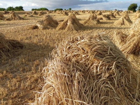 Цьогорічна пшениця гіршої якості - експерт фото, ілюстрація