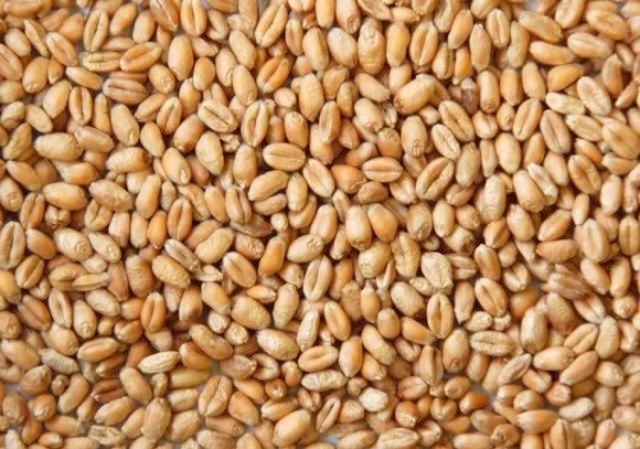 Прогнозы увеличения производства пшеницы в Австралии оказывают давление на цены фото, иллюстрация