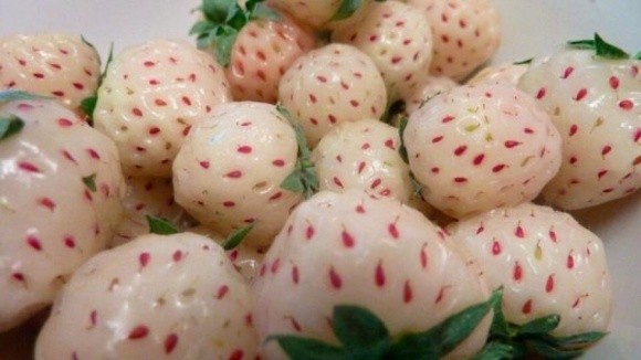 Pineberries або біла суниця садова — нова нішева ягода фото, ілюстрація