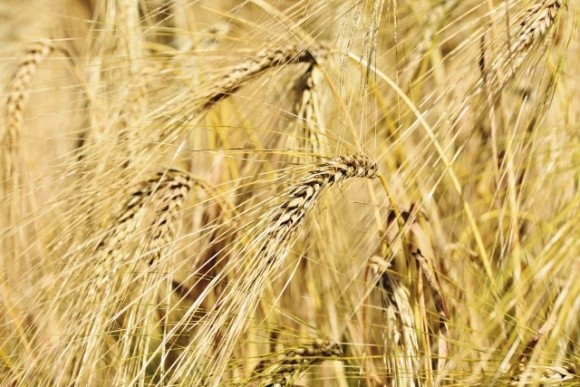 Мінекономіки може обмежити експорт пшениці з України — експерти  фото, ілюстрація