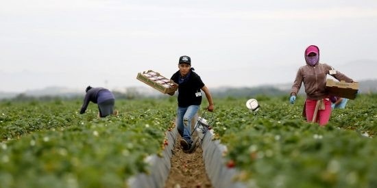 СТОСУЄТЬСЯ КОЖНОГО: ТРУДОВА КРИЗА У ПЛОДОВО-ЯГІДНІЙ ГАЛУЗІ КРОКУЄ УСІМ СВІТОМ фото, ілюстрація