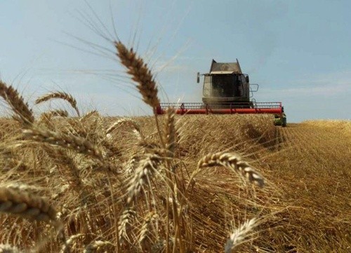 В Україні розпочато збиральну кампанію ранніх зернових культур фото, ілюстрація