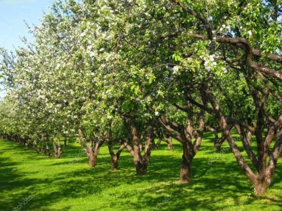 Заморозки в Італії пошкодили яблуневі сади, а також кісточкові фото, ілюстрація