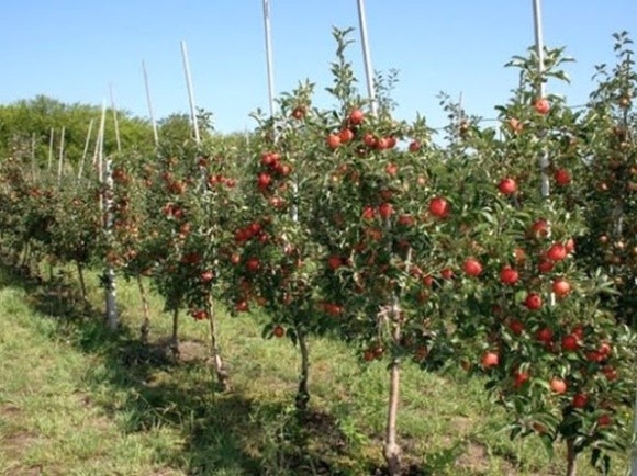 Садівники України почали збирати ранні яблука фото, ілюстрація