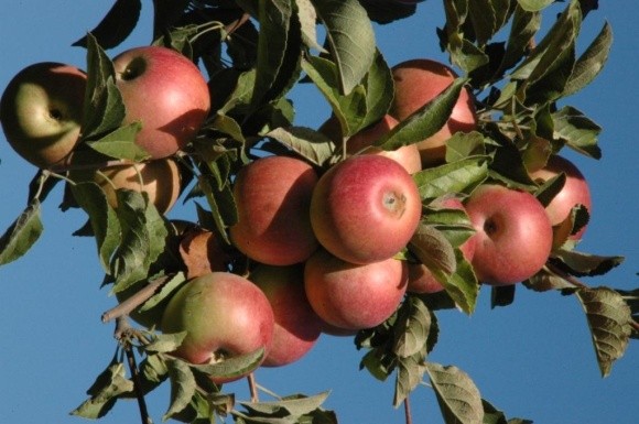 Які сорти яблук найбільш прибуткові? фото, ілюстрація