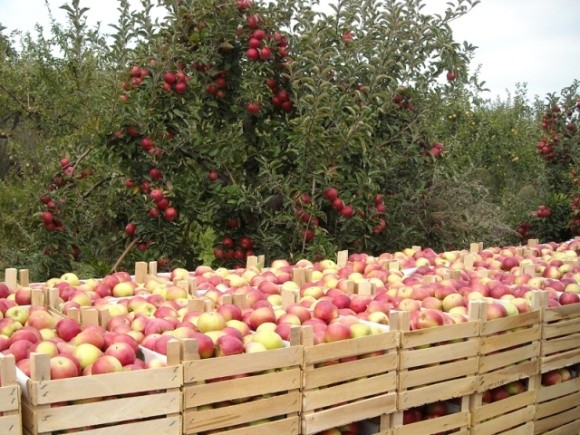Найгірший показник за п'ять років: експорт українських яблук через коронавірус скоротився на 38%  фото, ілюстрація