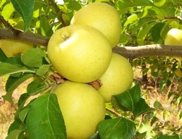 Вітчизняний учений розробив інноваційну систему захисту яблуні від парші фото, ілюстрація