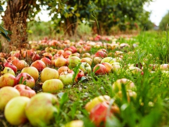 В Украине фермерский кризис: тонны яблок гниют на земле фото, иллюстрация